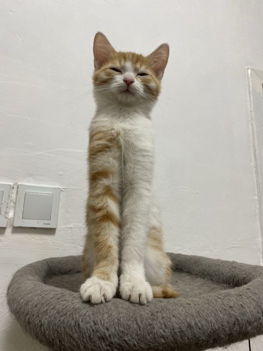 Котёнок (девочка, 3 месяца)