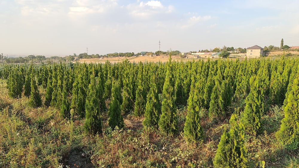 Туя смаракта любых размеров