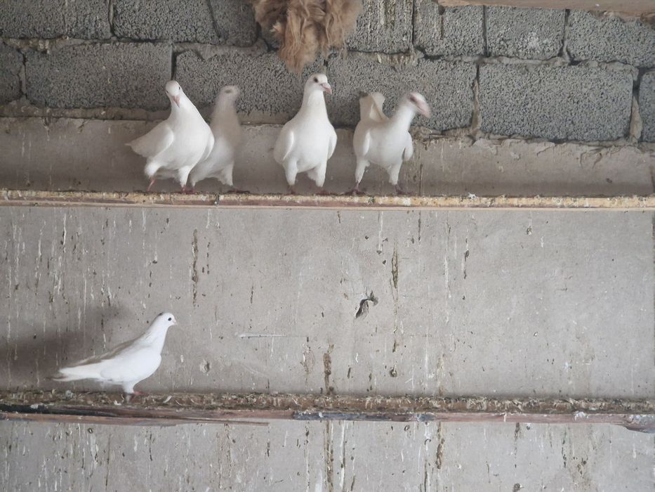 Продам голубей кептер