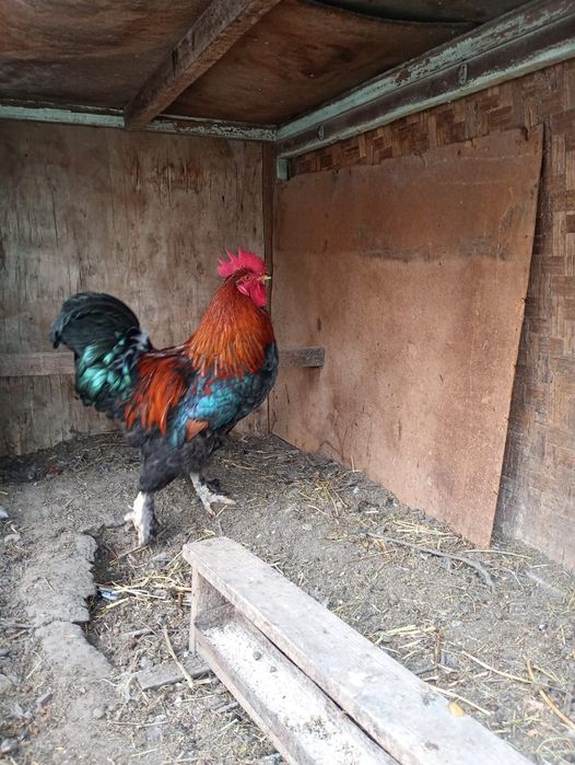 Әтеш,  қораз. Петухи