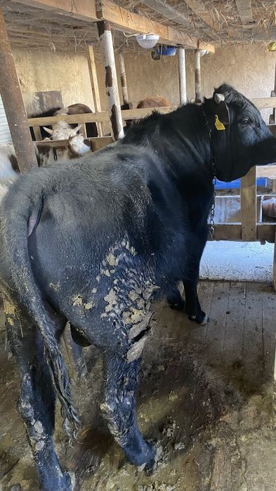 откорм бұқалар жақсы бағада