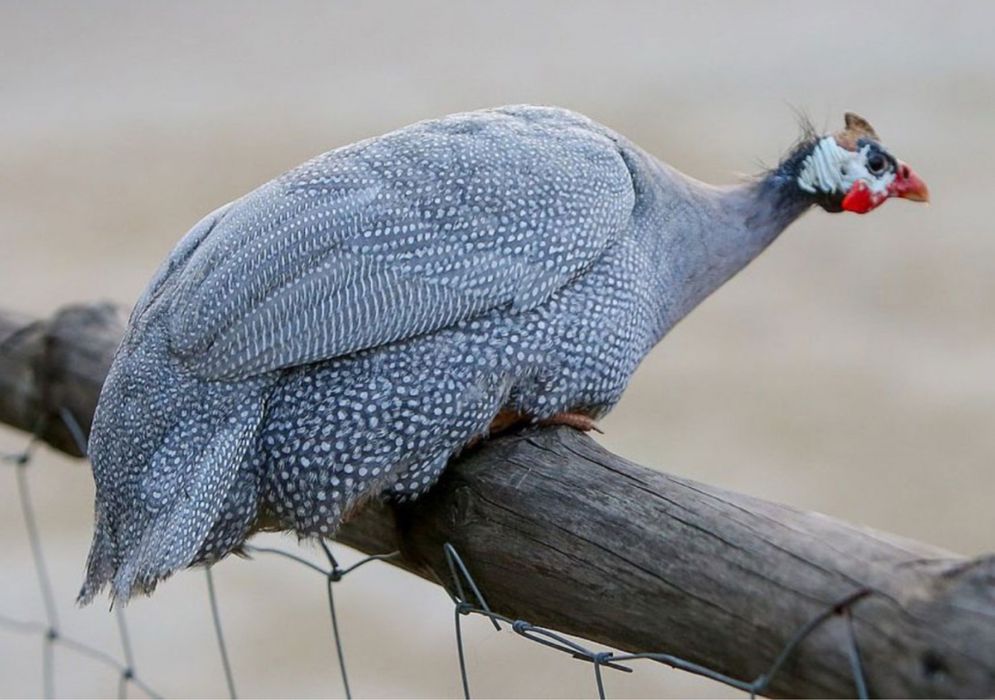 Цесарка тауықтары