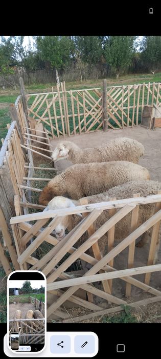 Продам барашек не дорого