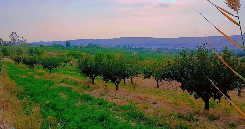 Бог сотилади 1г кадастр килинган номингизга утади