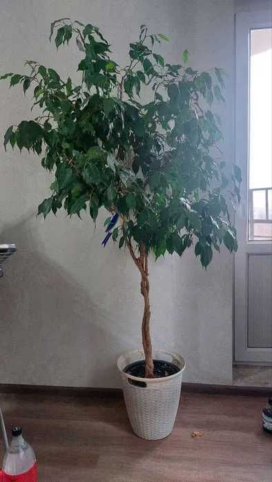 Фикус Бенжамина 170 см