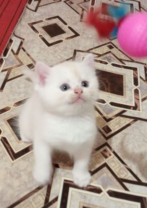 Zoti tozza birtaniskiy