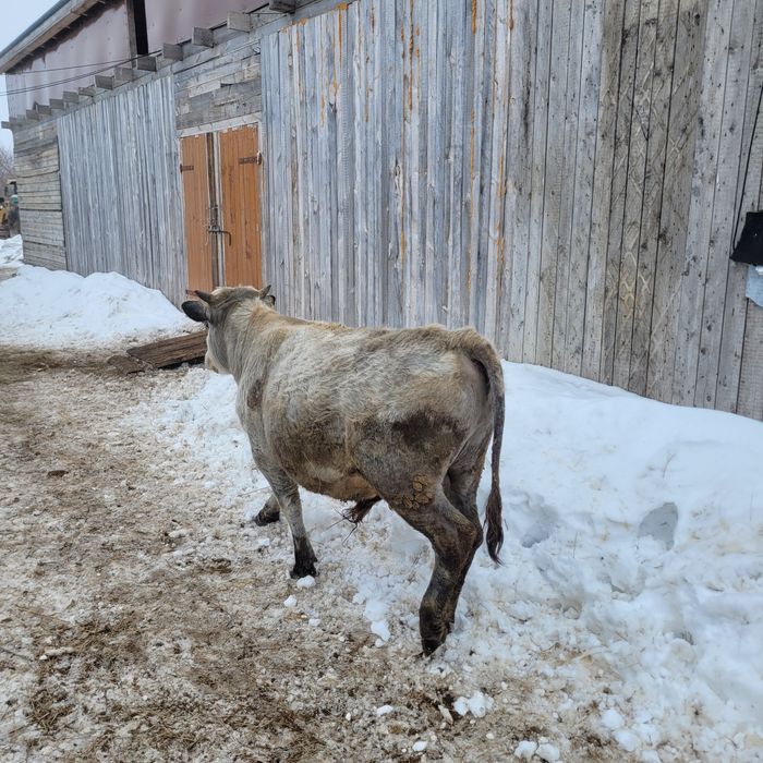 Продам бычка годовалый