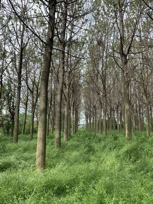 Продавам трупи пауловния