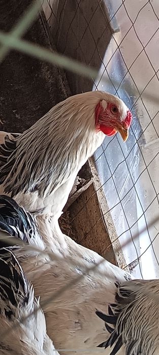 Vând Cocoși Brahma  serie tananara