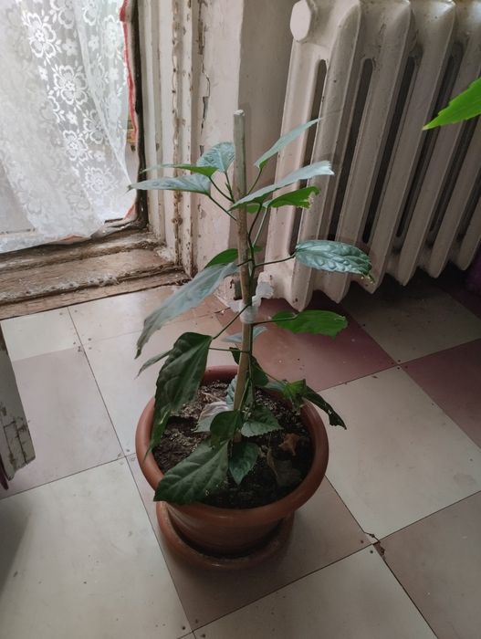 Продам два комнатных цветка