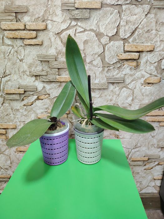 Оцветашки орхидеи