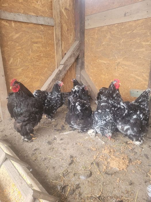 Oua de încubat Cochinchjna uriaș, galben și bobat.