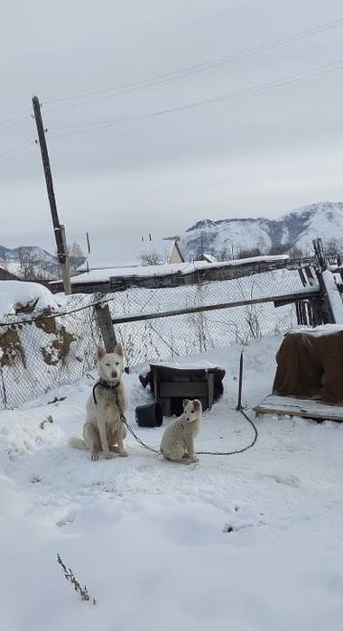 Продам щенят лайки