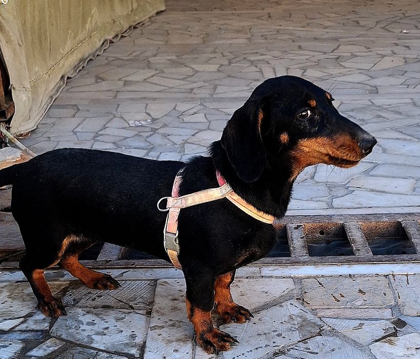 Собака Такса сотилади.