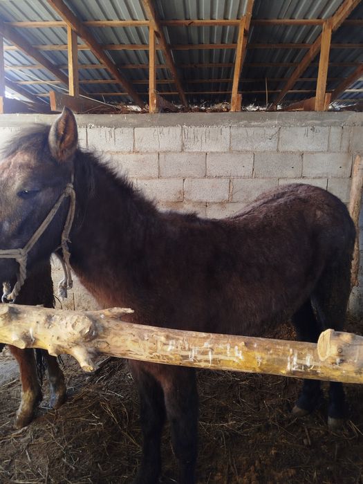 Палтарашка лар семіз союға