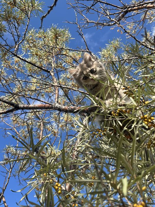 Котенок девочка, 2 месеца