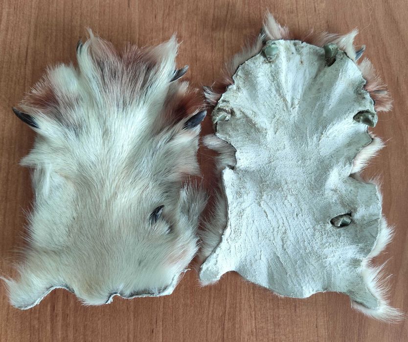 Волк, лапы волка