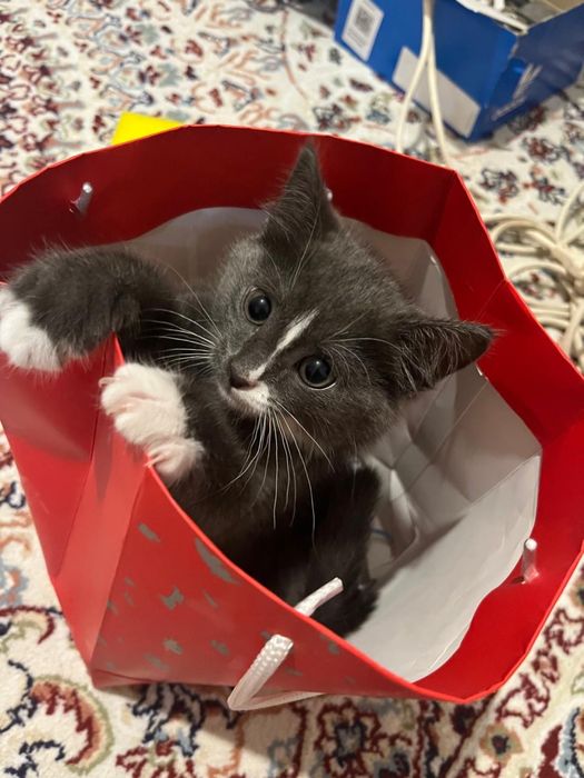 Отдам кота в хорошие руки