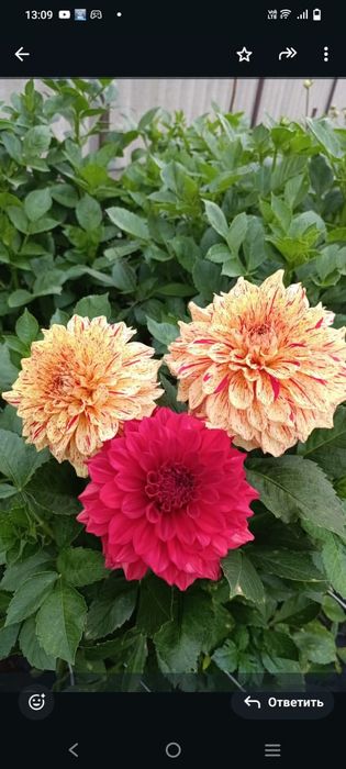 Продаём георгины