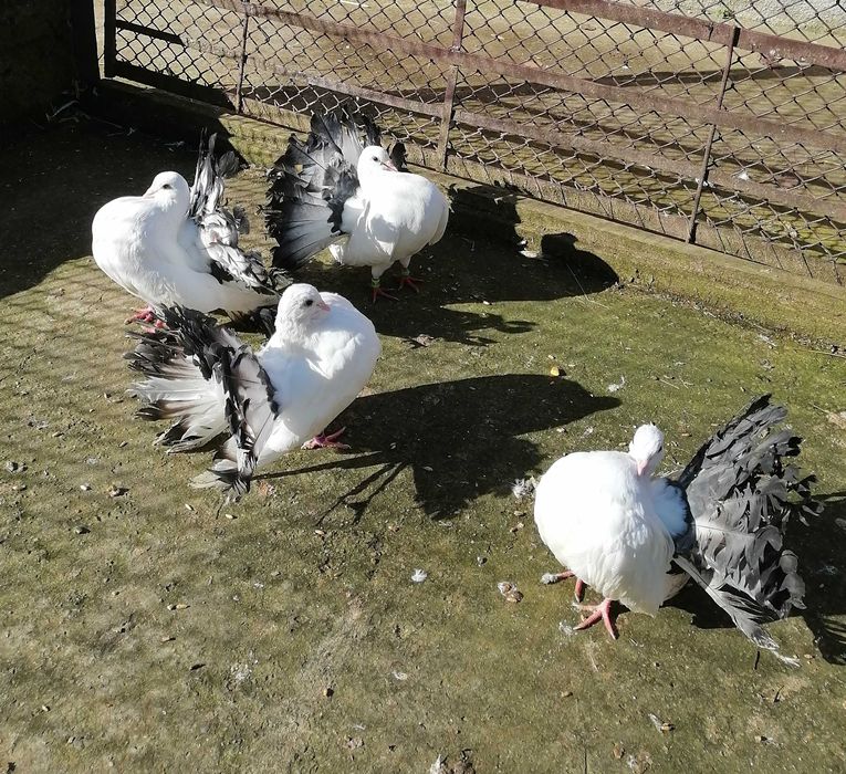 Vand porumbei voltati