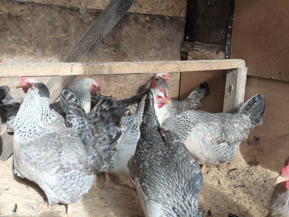 Продаются куры Бараковские