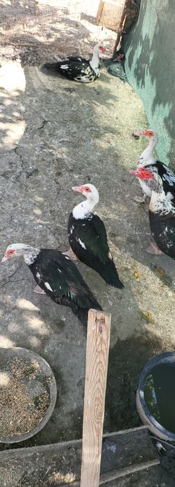 Индиуткалар сотилади