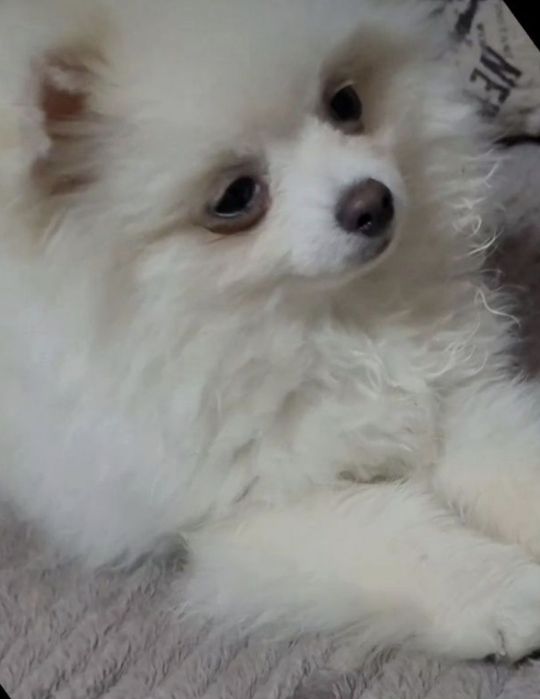 Михал-Михалыч, жених, цверг шпиц