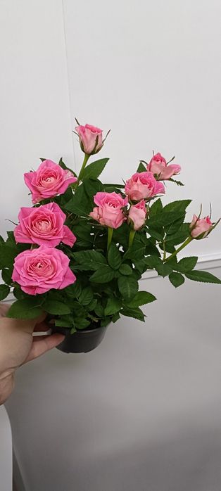 Розы в горшочке:5500 тенге