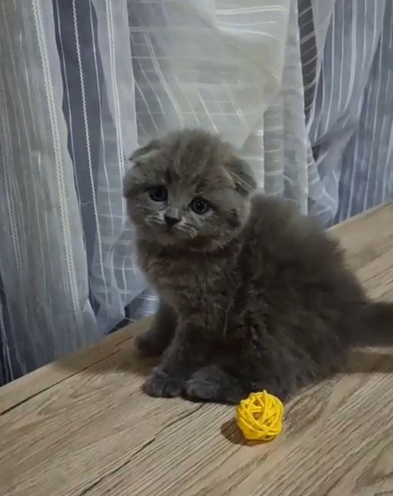 Продаются Шотландские котодетки