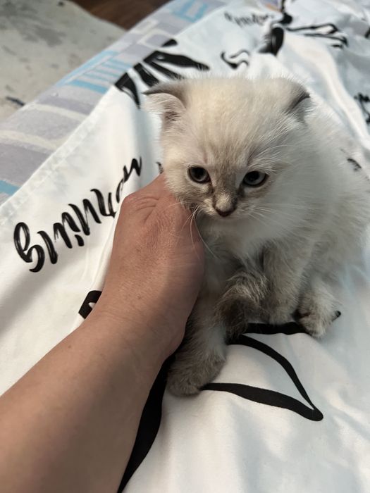 Веслоухие котята