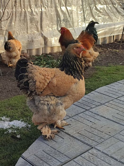 Цыплята Брама палевая