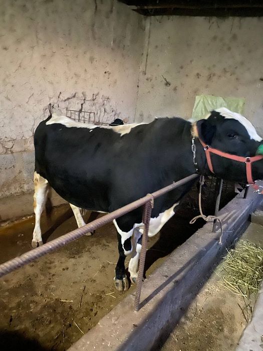 Buqalar sotiladi. Angus va gibirit, narxini kelishamiz