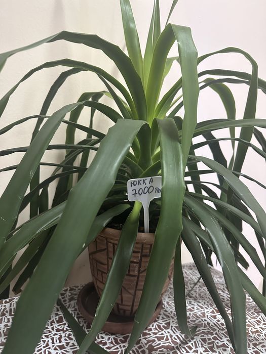 Комнатные растения