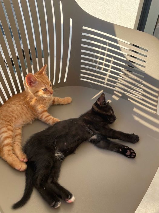 Котенца на 3 месеца си търсят дом - Созопол