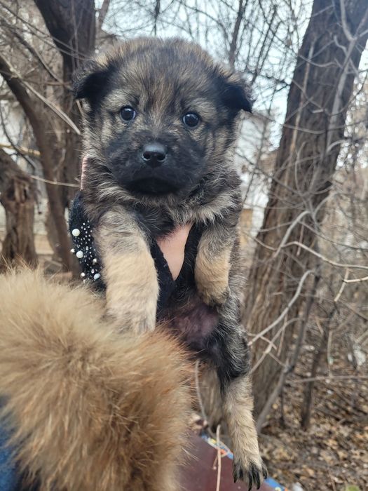 Две милые девочки ищят дом