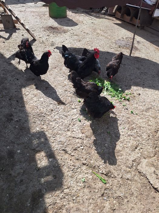 Oua pentru incubat Australop Negru