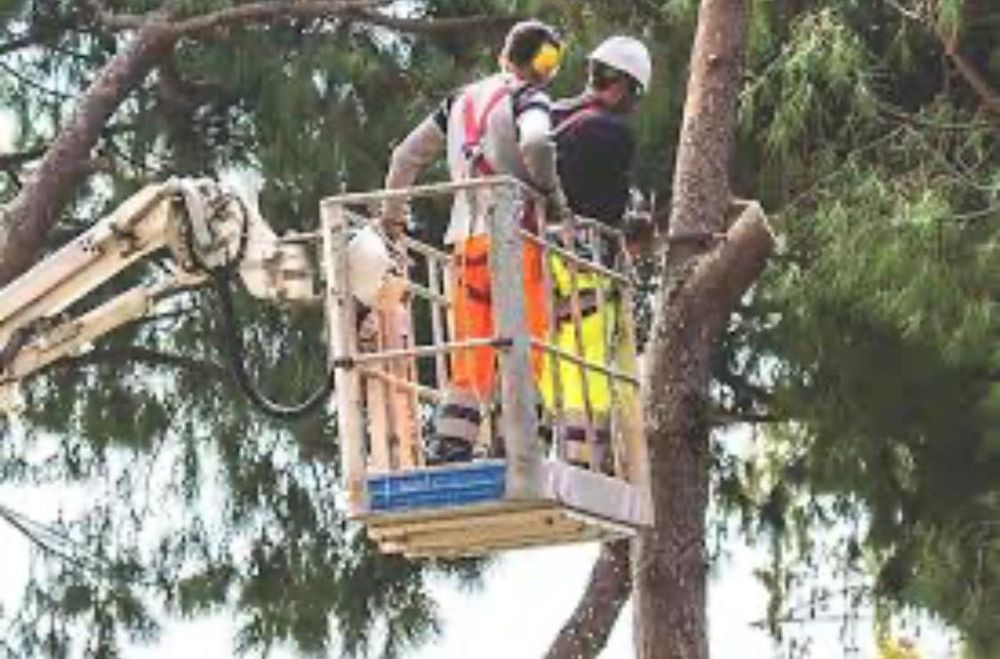 Спил деревьев любой сложности.