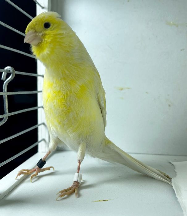 Kanareyka канарейка nar moda