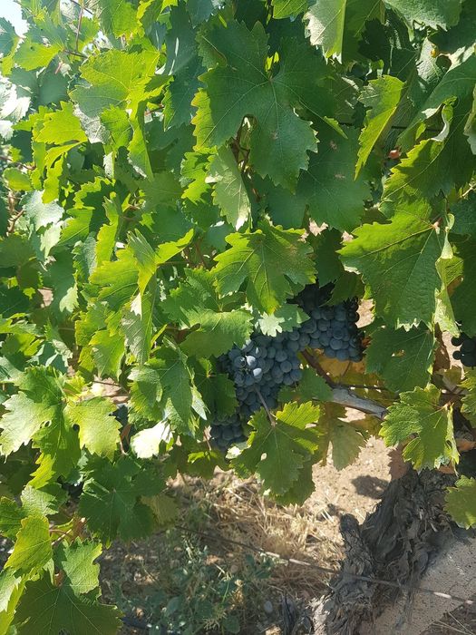 Продавам грозде за вино и ракия