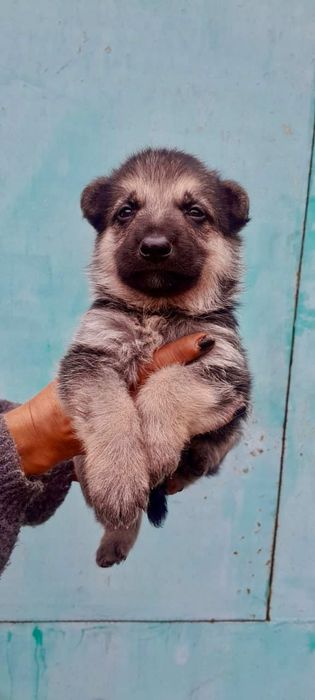 Восточная овчарка