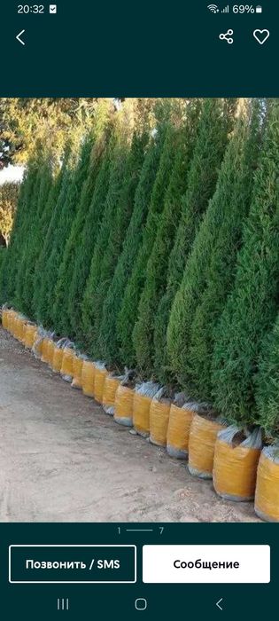Archa va gullar optom narxda