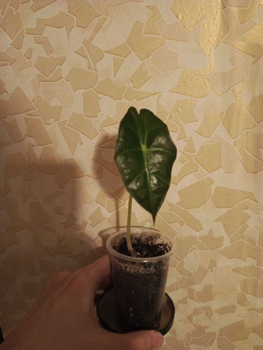 Продам комнатные растения