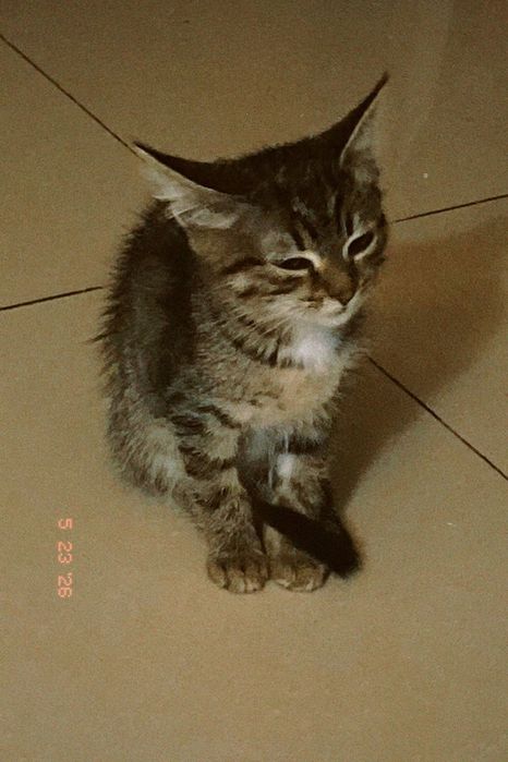 Котенок девочка бесплатно