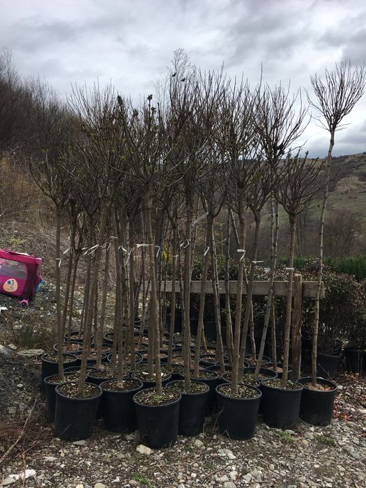 Catalpa / Pon Pon / Palmier Cycas