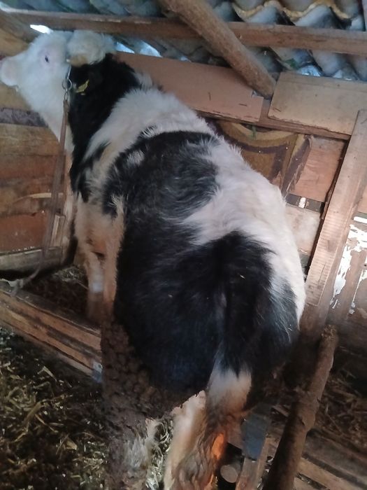 Vițel albastru belgian