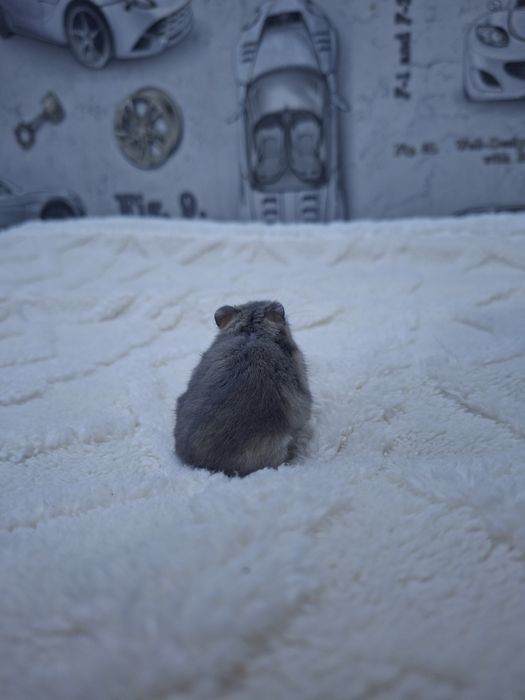 Продам хомяка девочку