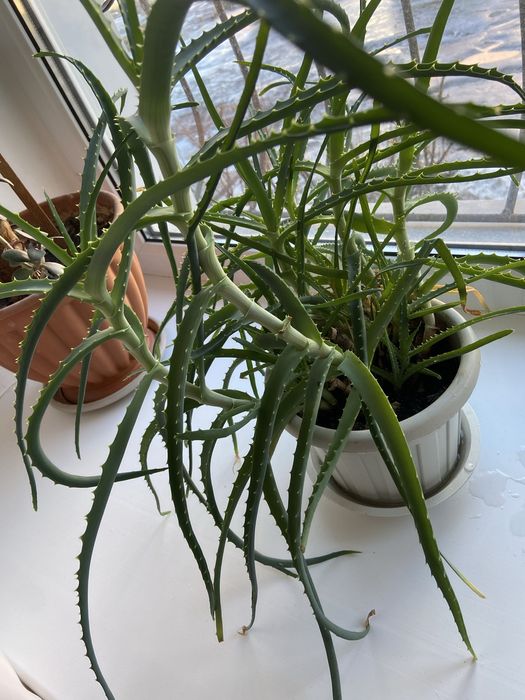 Отростки алое и алое вера за киндер