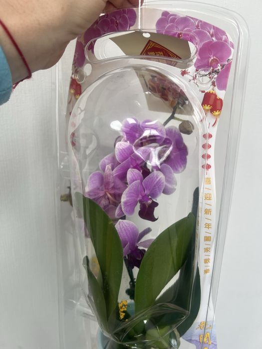 Орхидеи в продаже