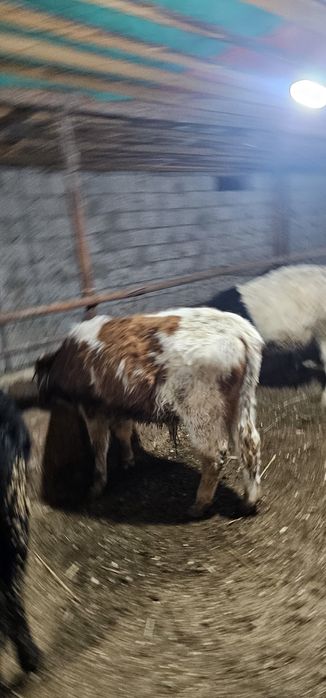 Симменталь пародалы  өгіз сатылады