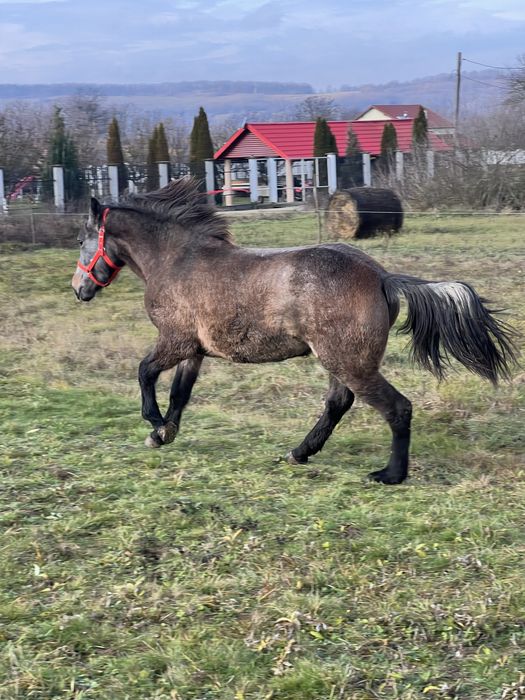 Manza de un an si 2 luni